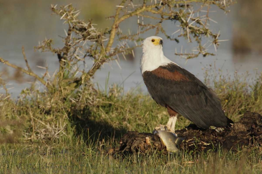 Kenya, Lake Naivasha African fish eagle eating